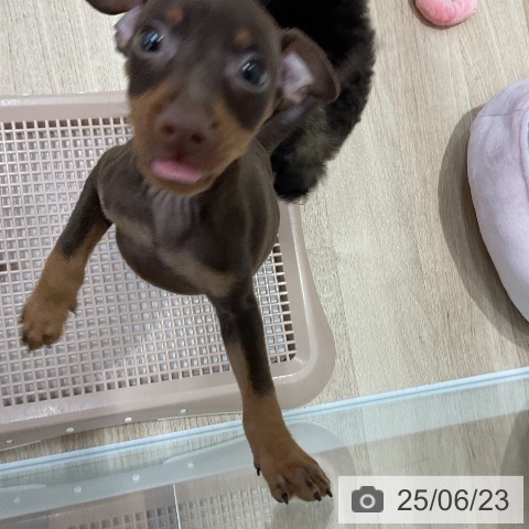ミニチュア・ピンシャーの写真