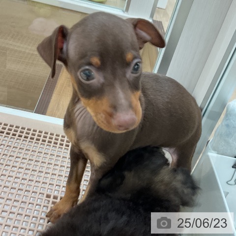 ミニチュア・ピンシャーの写真