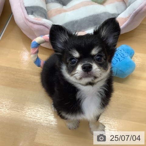 チワワの写真