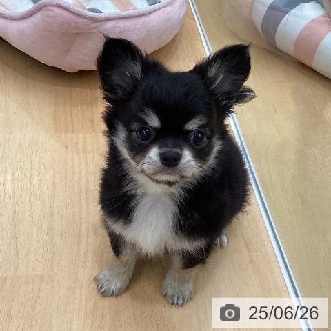 チワワの写真