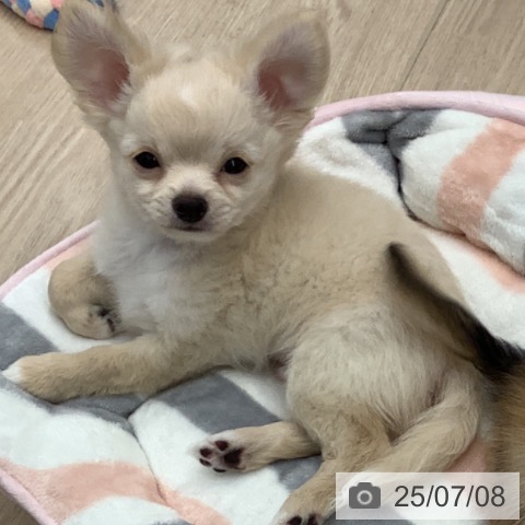 チワワの写真