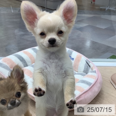 チワワの写真