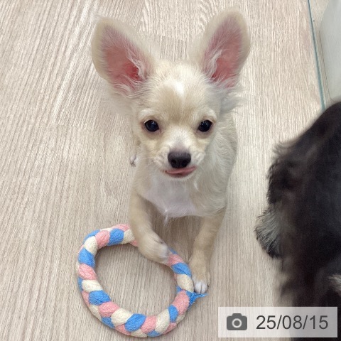 チワワの写真