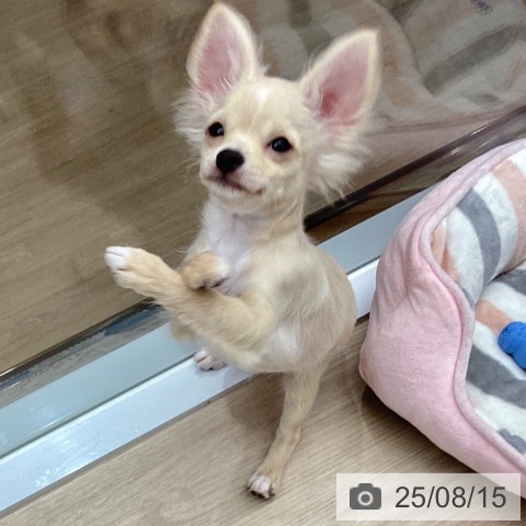 チワワの写真
