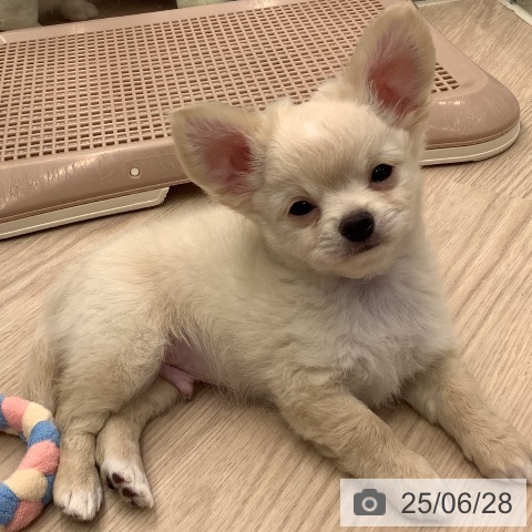 チワワの写真