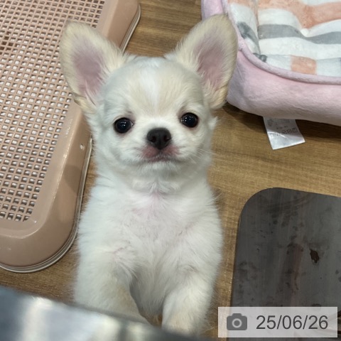 チワワの写真