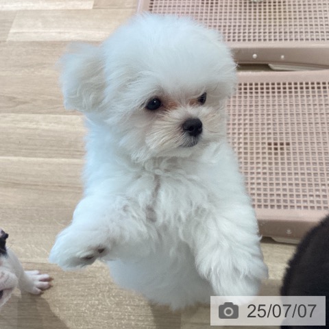 マルチーズの写真