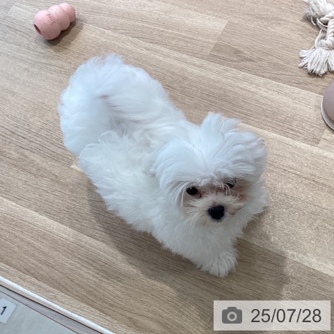マルチーズの写真