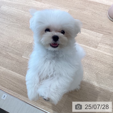 マルチーズの写真