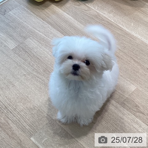 マルチーズの写真