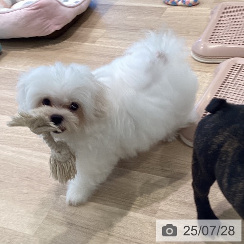 マルチーズの写真