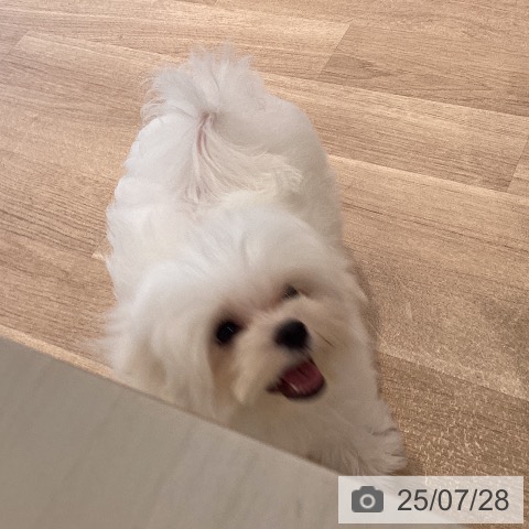 マルチーズの写真