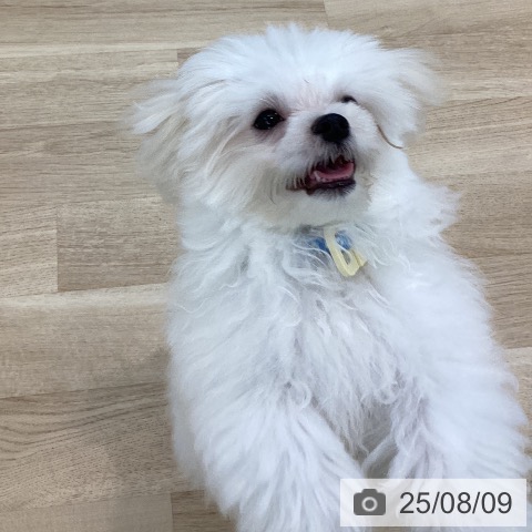 マルチーズの写真