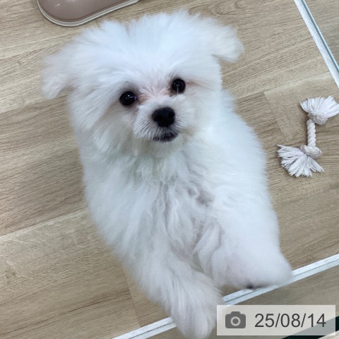マルチーズの写真