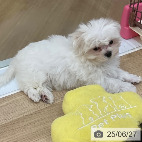 マルチーズの写真