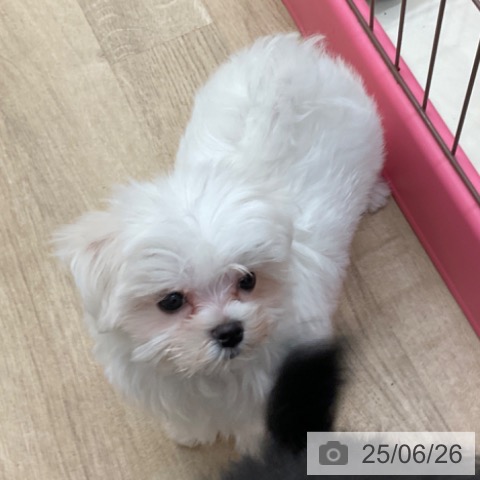 マルチーズの写真