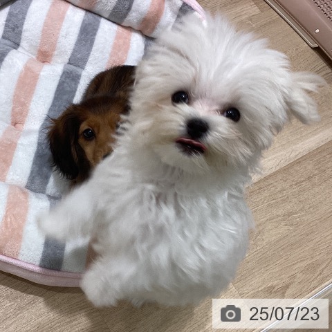 マルチーズの写真
