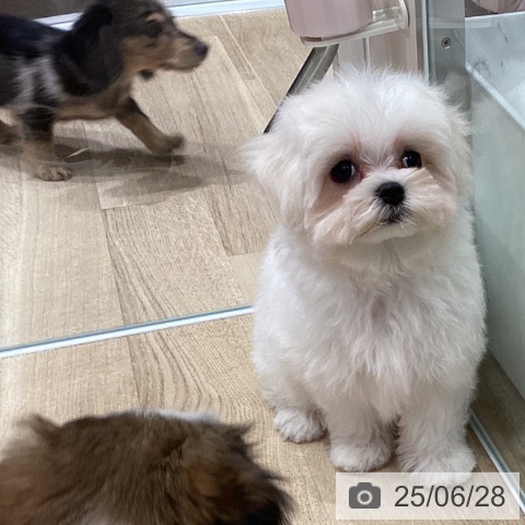 マルチーズの写真