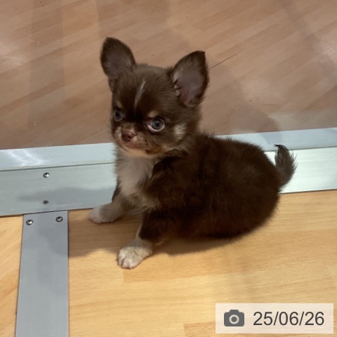 チワワの写真