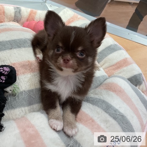 チワワの写真