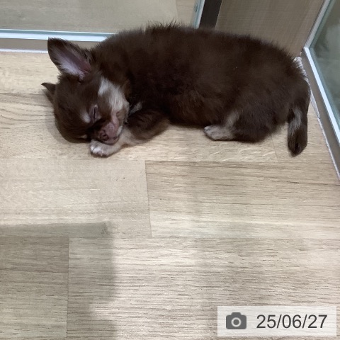 チワワの写真