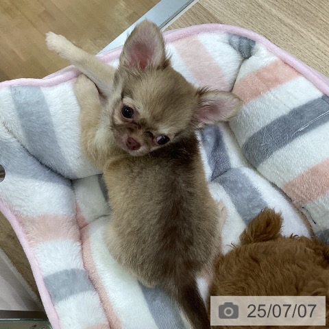 チワワの写真