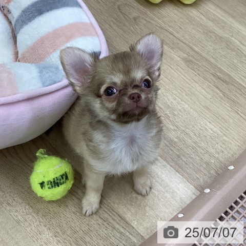 チワワの写真