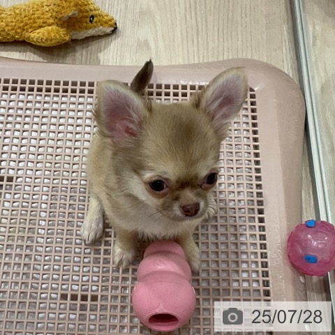 チワワの写真