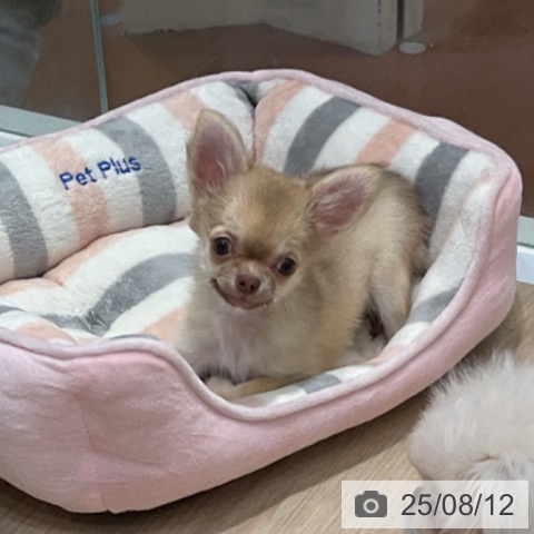チワワの写真