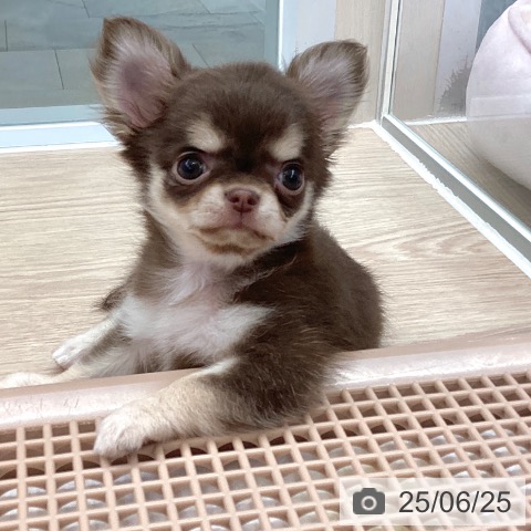 チワワの写真