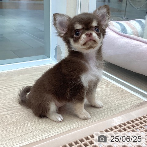 チワワの写真