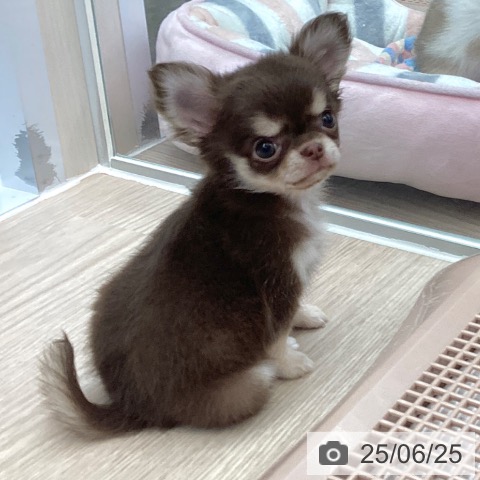 チワワの写真