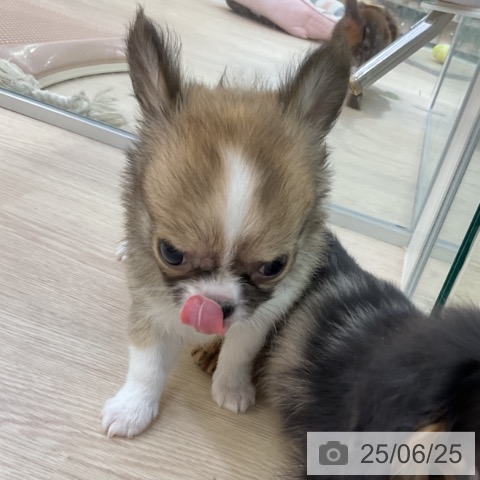 チワワの写真