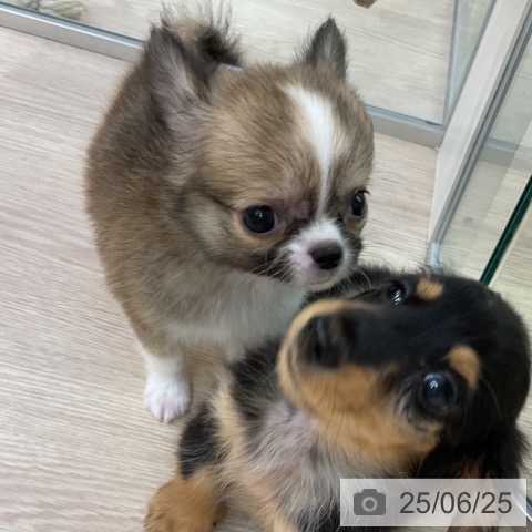 チワワの写真