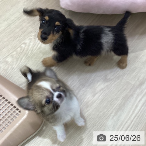 チワワの写真