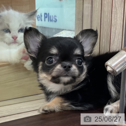 チワワの写真