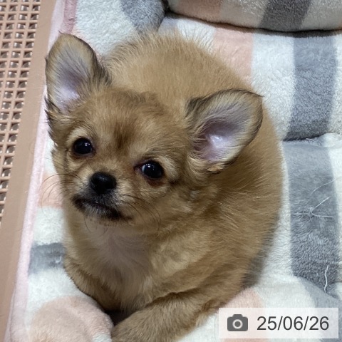 チワワの写真