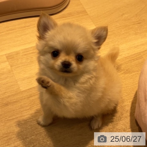 チワワの写真