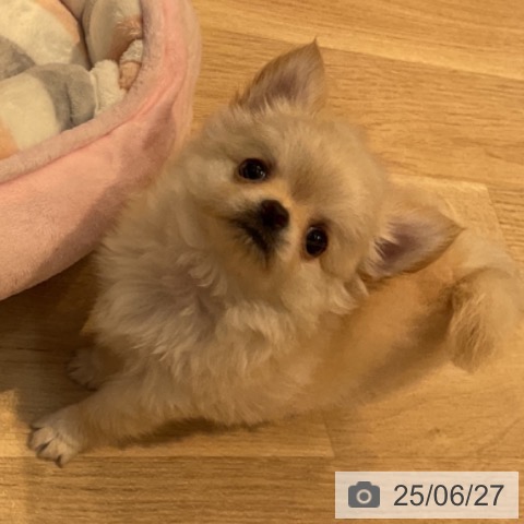チワワの写真