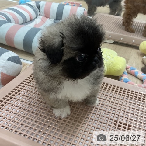 ペキニーズの写真
