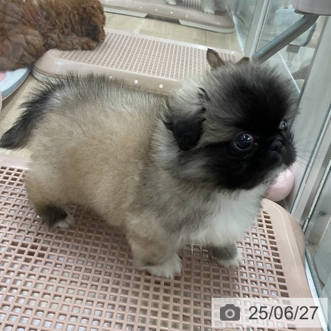 ペキニーズの写真