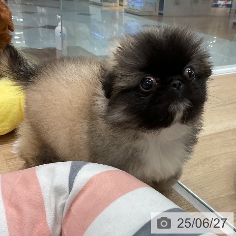 ペキニーズの写真