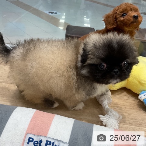ペキニーズの写真
