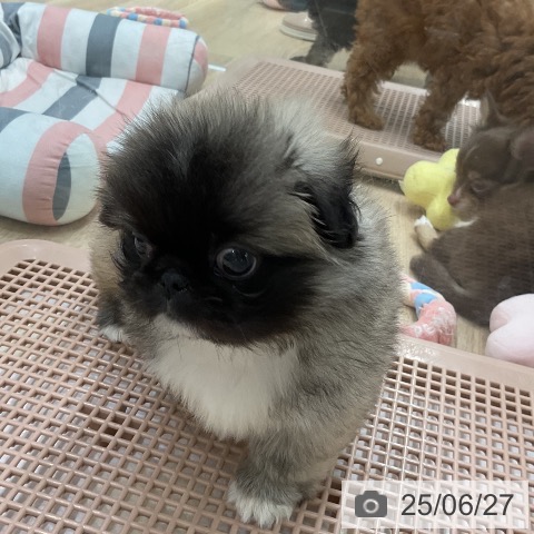 ペキニーズの写真