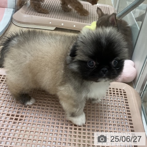ペキニーズの写真