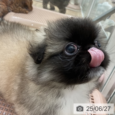 ペキニーズの写真