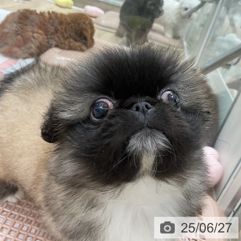 ペキニーズの写真