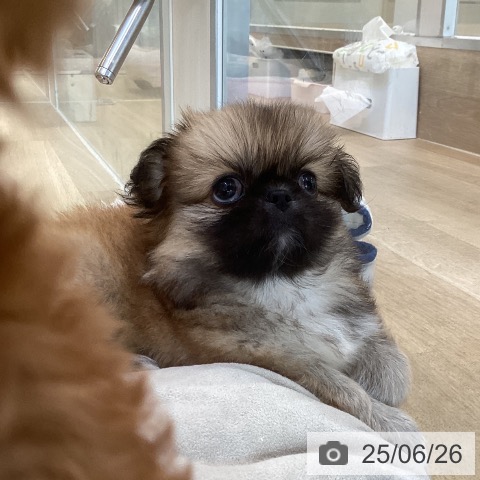 ペキニーズの写真