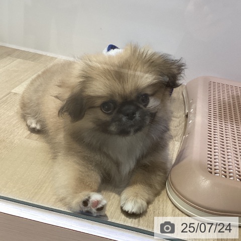 ペキニーズの写真