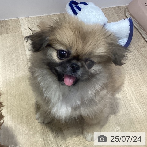 ペキニーズの写真